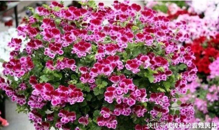 阳台养花就选4种,一开就是大半年,阳台一直都是“小花园”!