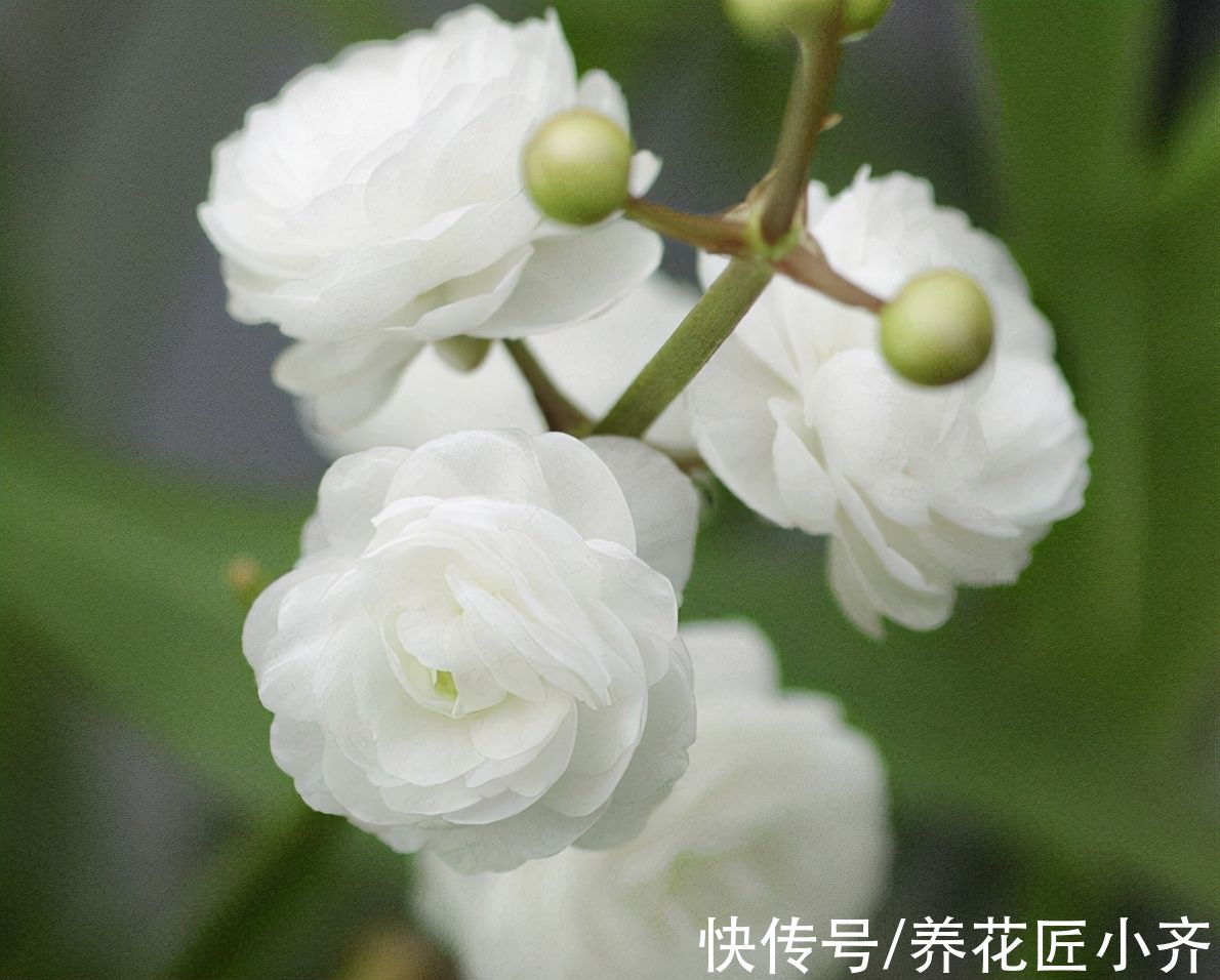比睡莲好养,比碗莲容易开花,它叫“慈姑花”,有水就能活