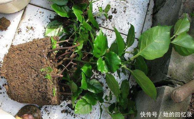 枝子|养三角梅，一个小技巧，长的枝繁叶茂，开花多一倍