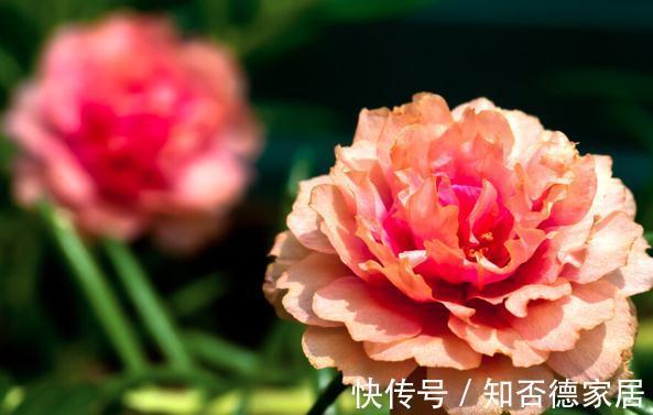 现在逛花市，牢记“8不买”，否则明年没有花看