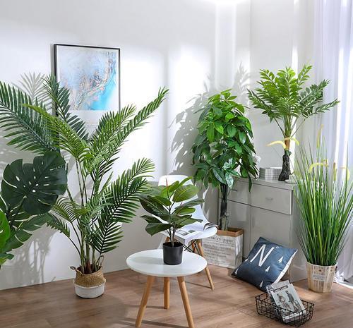 春羽|种健康花，家里养一盆，格调高寿命长，干净，健康，运气好