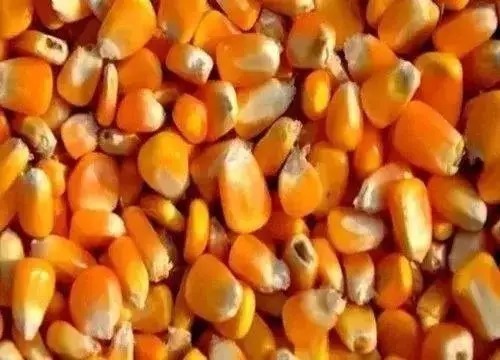 传遍钓鱼圈儿！3种民间奇效窝料，简单、快捷、高效！