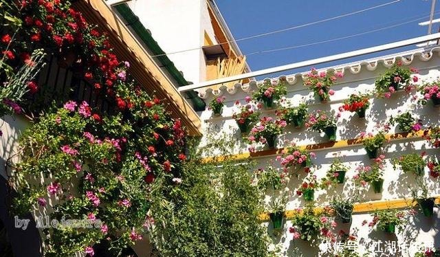 不一样的“庭院花园”,花草都上了墙