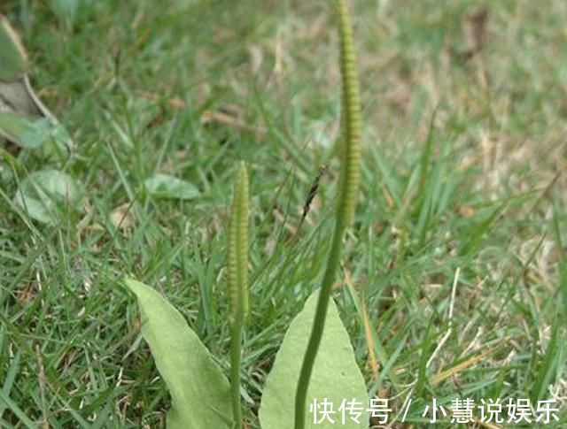 极品|此物俗称“一支箭”,是极品中药,一斤能卖600元,可惜少有人懂