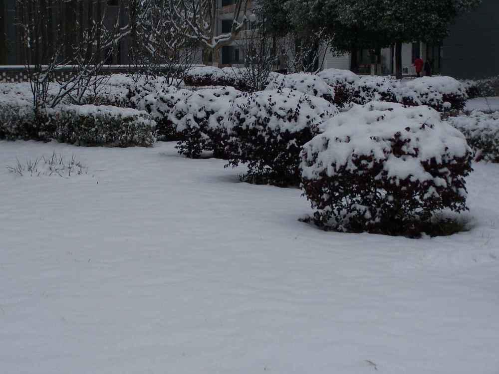 风雨悄悄地转换 雪来了