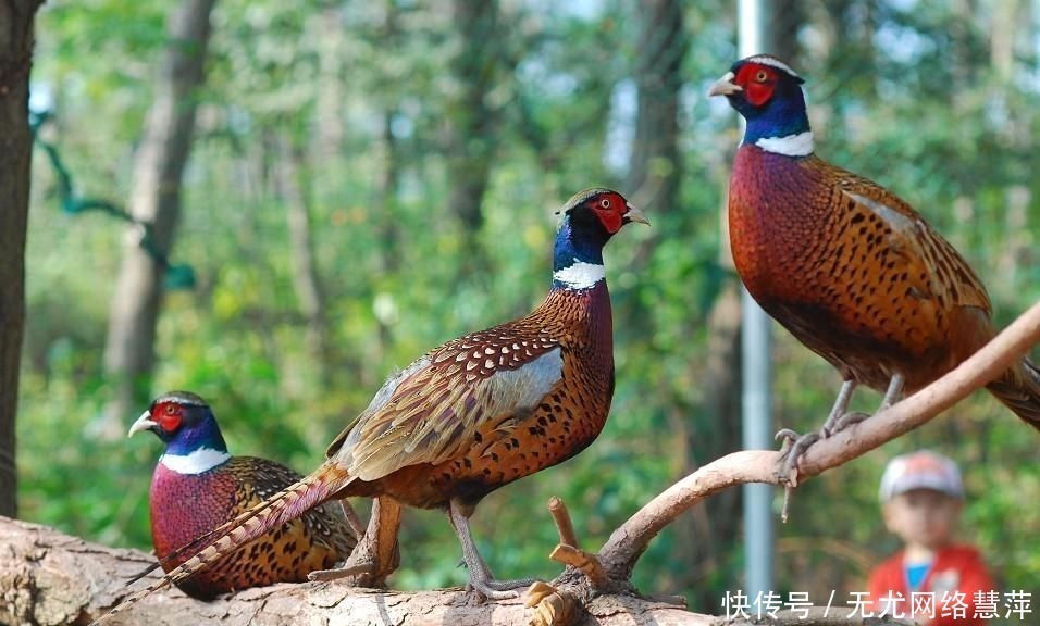 野鸡|“不捉下山鸡,不追上山兔”这句俗语蕴含这样的道理,古人真聪明