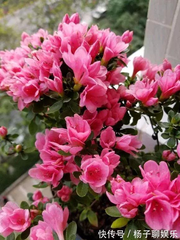 花儿|3种花是“醋坛子”，每周浇上1小勺，不烂根不黄叶，花开不停！