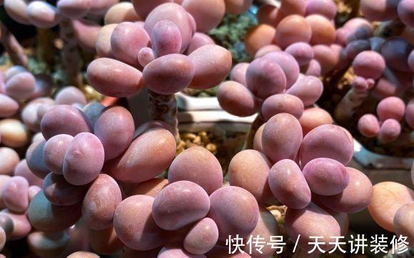 品种|做梦都想拥有的,桃林,橙林,独爱1种多肉,也是值得学习