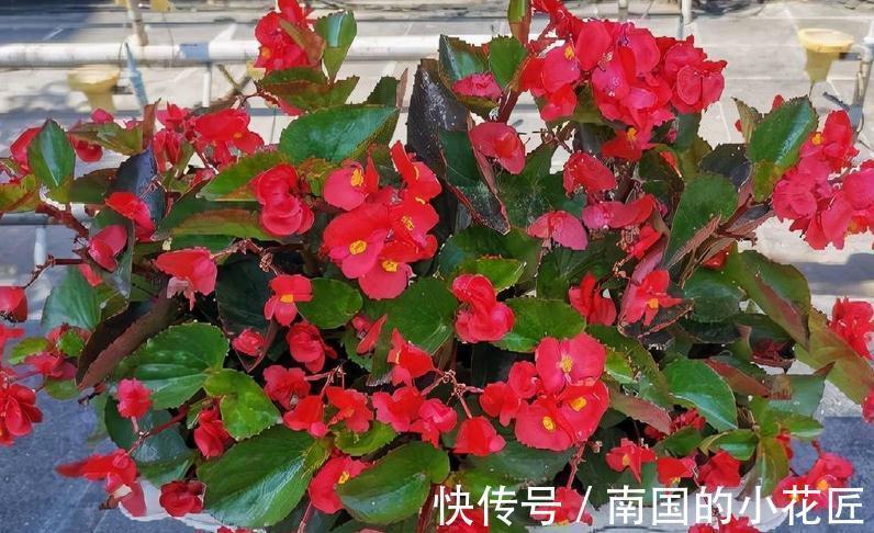 花卉|适合秋季扦插的4种花，掌握住方法，成活率比其他季节高得多