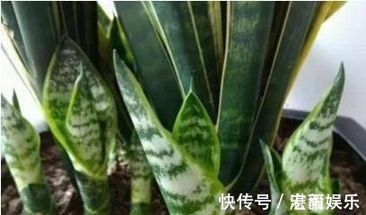 发酵|3种水直接浇花，是毒水，浇下去花卉黄叶、烂根都来了