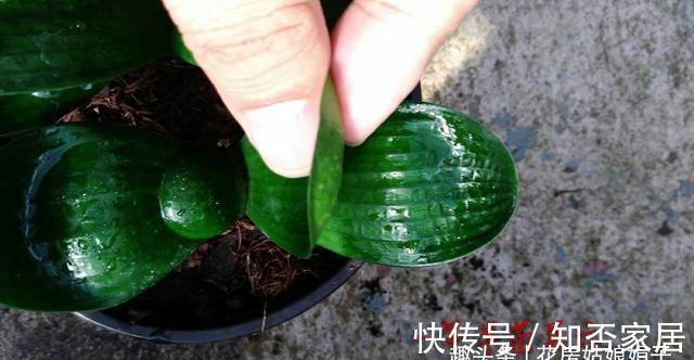 君子兰|君子兰一叶苗的栽培法,详细过程描述,只需要注意这几点就行