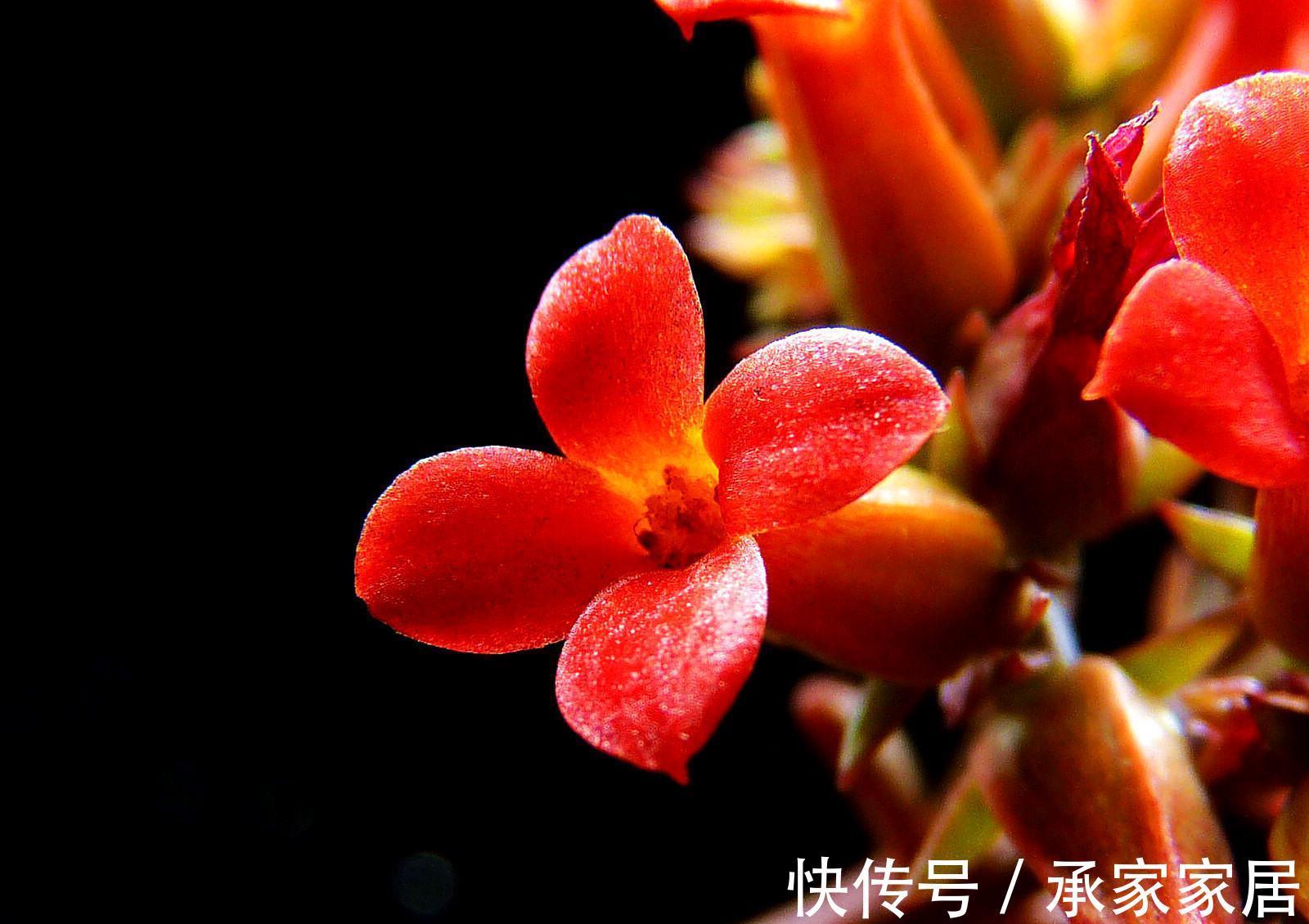 长寿花为什么不开花，原因有2点，做好一光一肥花苞噗噗长