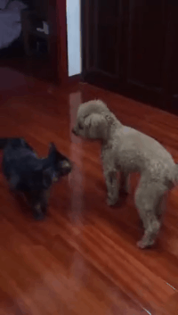 |搞笑GIF段子:美女,开拖拉机这都不是事,档位一挂手刹一松麻利麻利的走