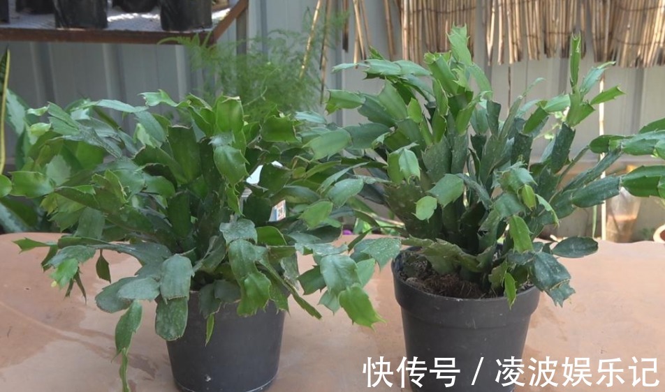 适应能力|天热养蟹爪兰,解锁浇水密码,度夏容易,盆栽照样嗖嗖长新叶