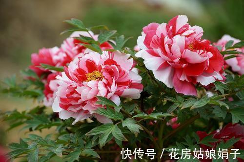 都知道牡丹是“花王”,却不一定知道谁是“花相”?值得了解一下