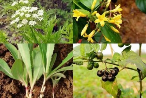 全国|人间真实!全国多人中毒,野菜吃不对,亲人两行泪