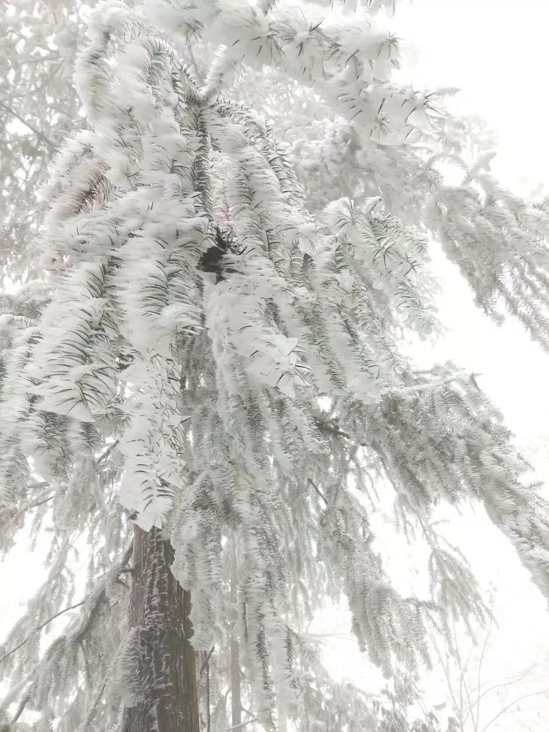 没有门票！无需登山！1天打来回的冷门耍雪地