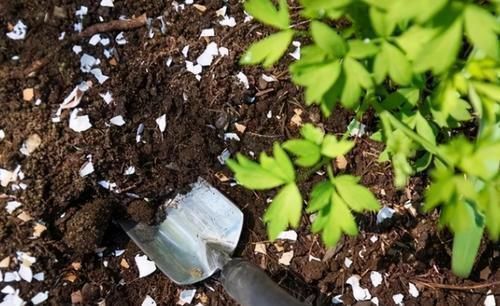 鸡蛋壳|拿到蛋壳别急着养花,按“这要求”处理,给植物施肥才不出问题