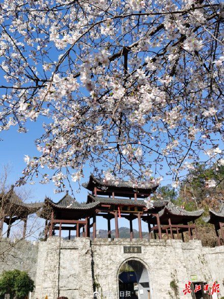 植物|清凉寨景区早樱迎来盛花期