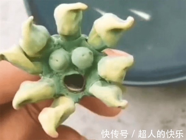 |莲蓬神似植物大战僵尸 像极了各种搞笑表情包