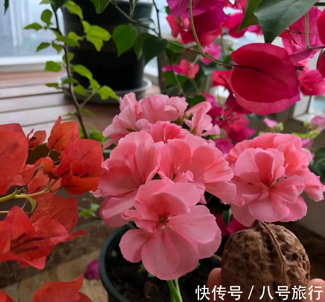 花卉|这“三种花”需要旱养,不能被雨淋,叶子也不能沾水,可别大意了