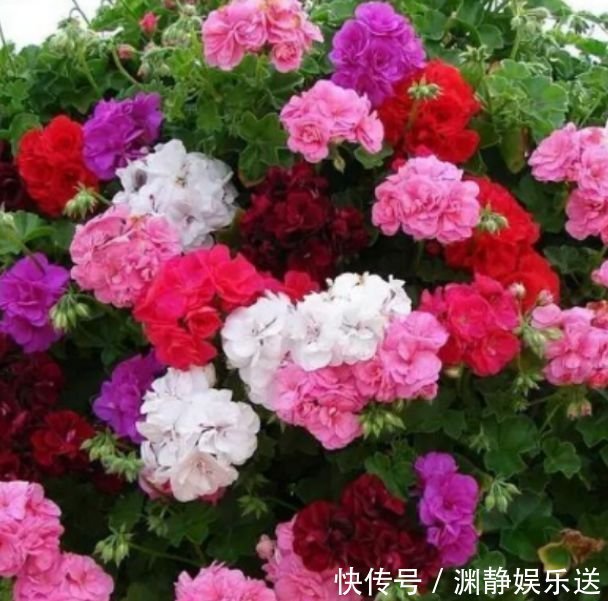 盆栽|正月二十四,庭院养4种“富贵花”,花朵大、颜色艳,一养就上瘾