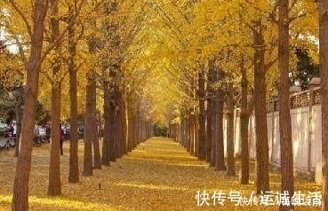 春风$十二首描写风的诗词,古人太有才,如何不开怀