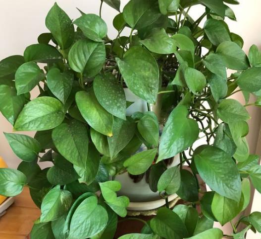 爷爷养绿萝，从来不肥料，只浇“1种水”，1个月叶片巴掌大