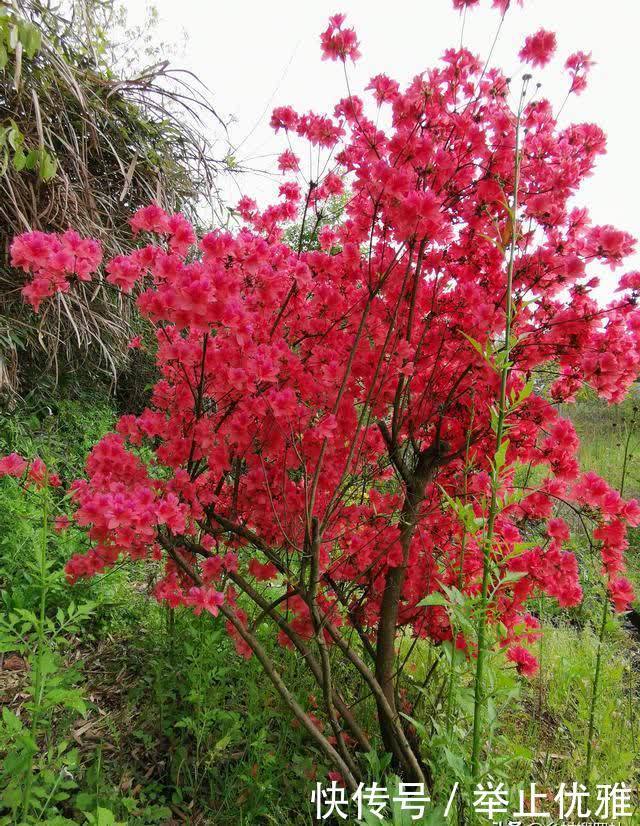 映山红是怎么种植的?掌握这些技巧,40天能生根,90天可成活