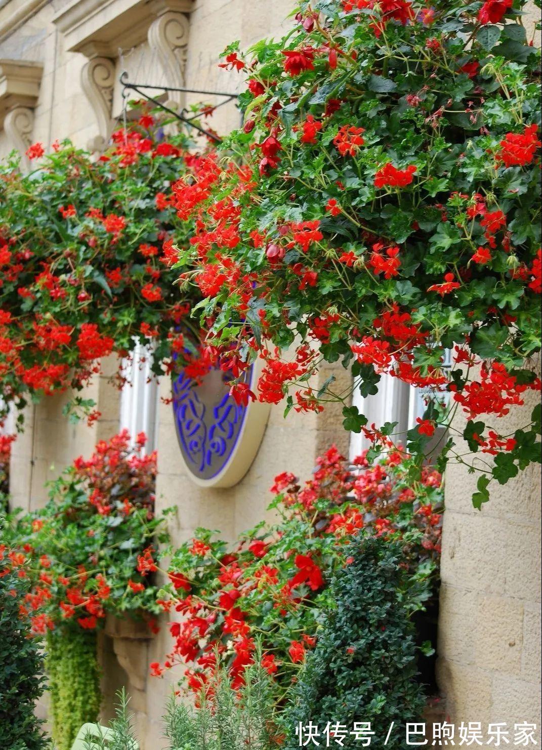 枝条|家里有这6种花,赶紧挂起来,长的快、开花一年比一年多!