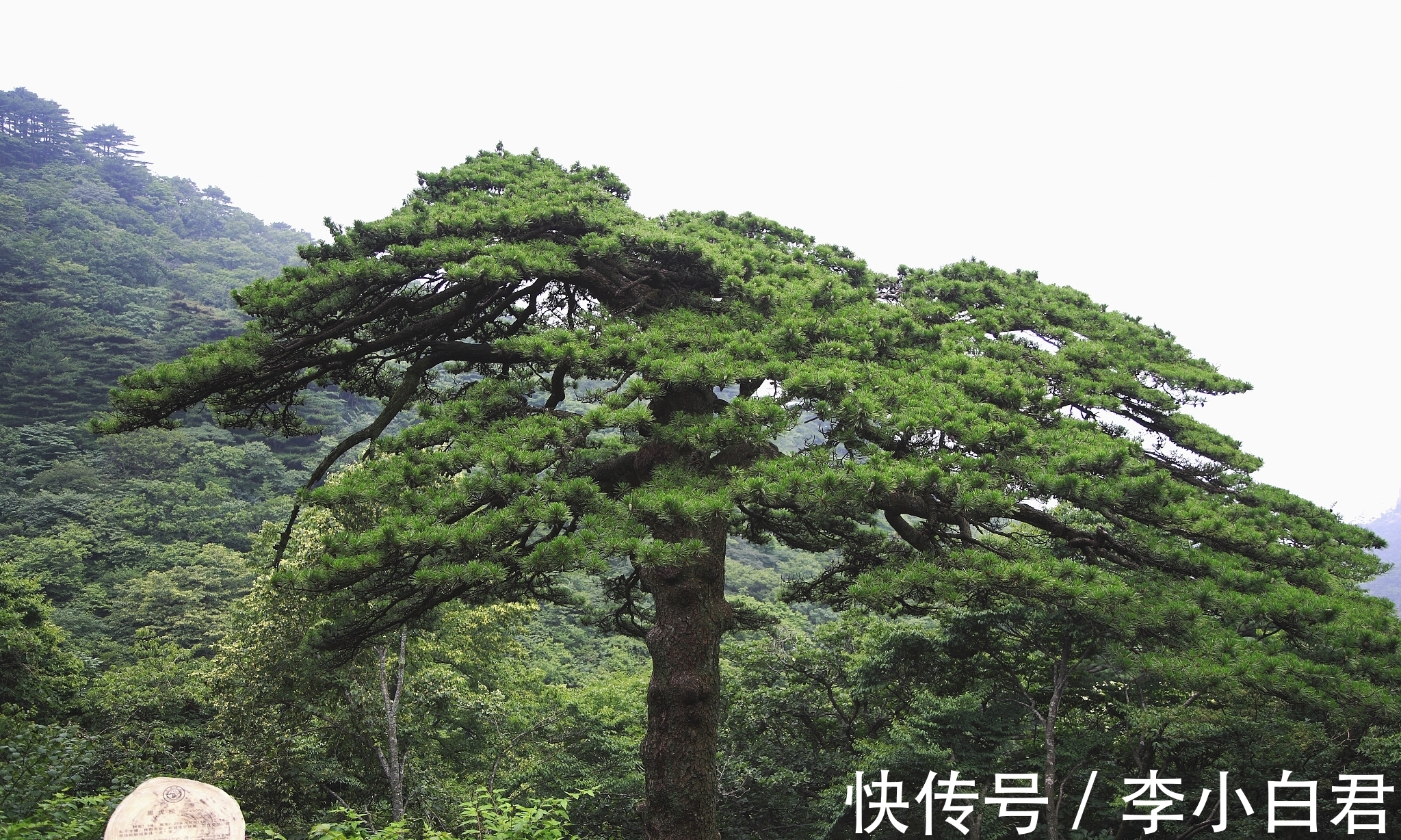 水势@韩愈七言古诗一首,此诗气势遒劲,风格壮美,对后世影响深远