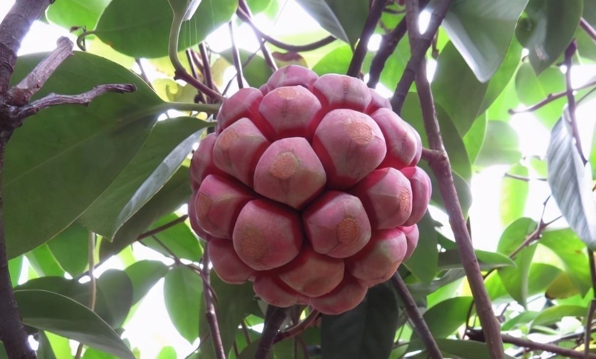 黑老虎|想长寿先排毒，建议吃3种食物，补益气血，增强抵抗力