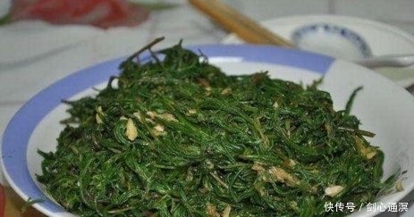 这五种农村的野菜，在城里很少看见，美味健康还有排毒消炎的功效