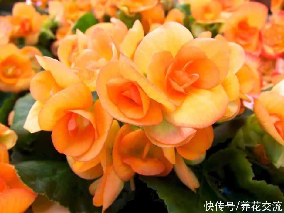 丽格海棠用浸盆法养护，可避免烂根烂茎，也能减少黄叶