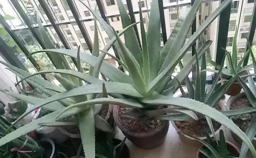 4种花,有“助眠”功效,提高睡眠质量,好养漂亮,越养越上瘾