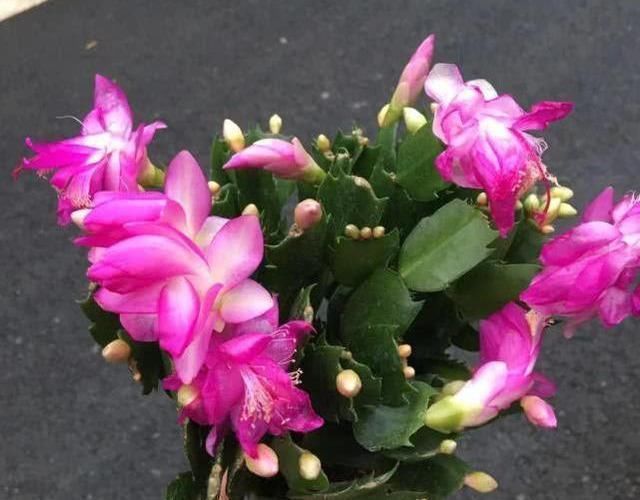 休眠|这6种花，夏天要休眠，浇水越多死得越快