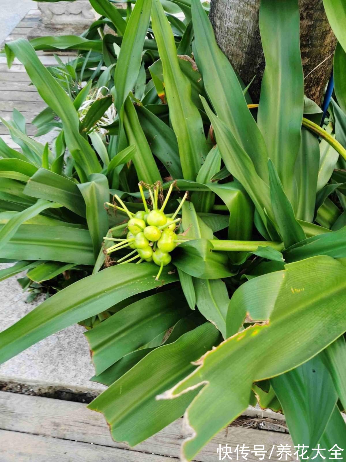 文殊兰$佛教“五树六花”,适合养在家里,凝神静心特养人