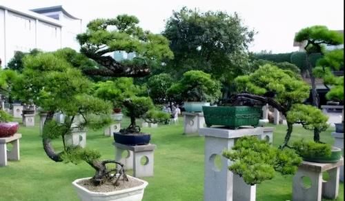 曾经无人识的山松火了，以苍劲雄奇，嶙峋古朴之姿，征服了盆景界