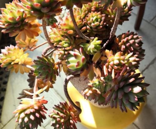 新手养多肉植物，春天牢记3个字，根不烂，个个胖嘟嘟