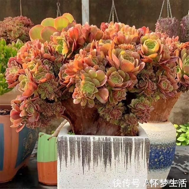 多肉盛夏“浇水经”1分钟学会,度夏不用愁,高温亦无忧