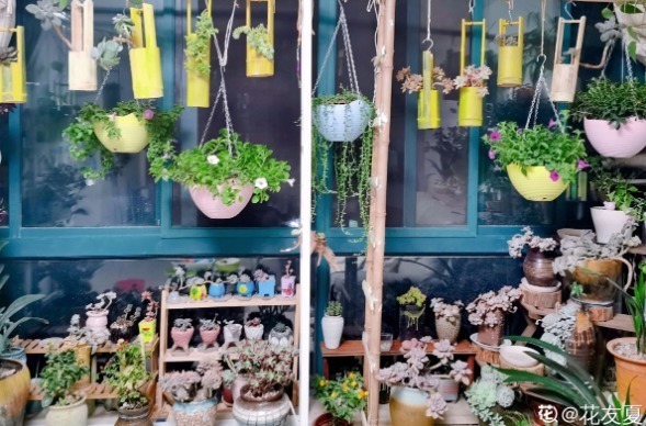 diy|别人不要的烂木桩,我捡回家种多肉,价值翻了20倍!