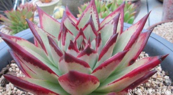 厕所|家里养这10样植物,摆放位置得讲究点,不然一盆都留不住