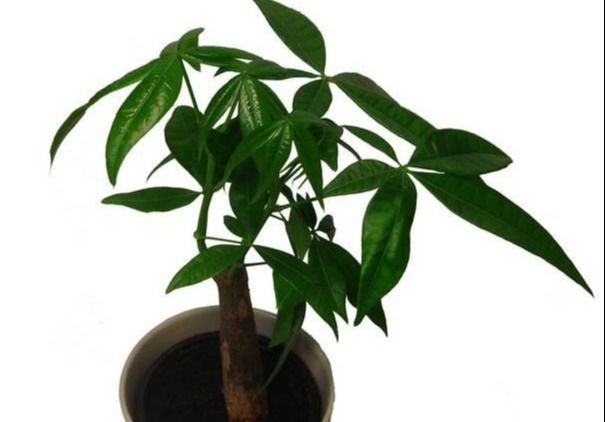 浇水|盆栽养花发财树这样养,再也不烂根,开花结果黑油亮