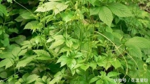 野草|以下野草被称为“不老长寿药草”,有保肝解毒、降三高的作用