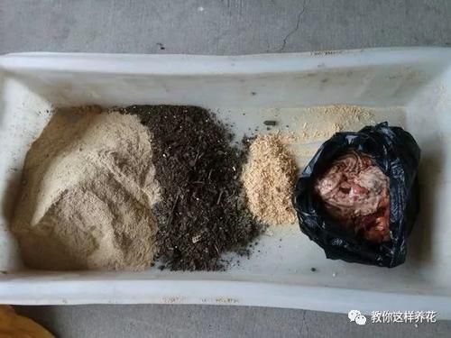 内脏|冬天养花埋点它,开春就疯长,1年不施肥一样绿油油!