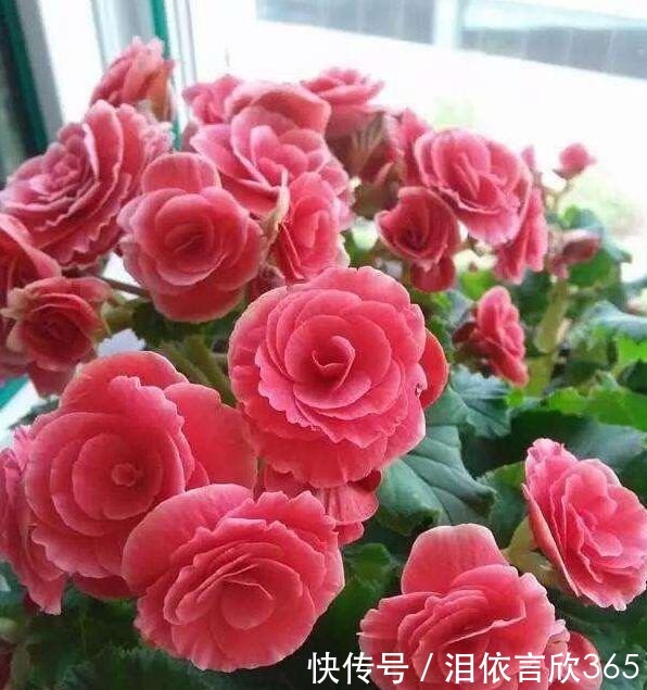 花友|花友最喜欢养的4种花,养护简单极易爆盆,开花多又漂亮!