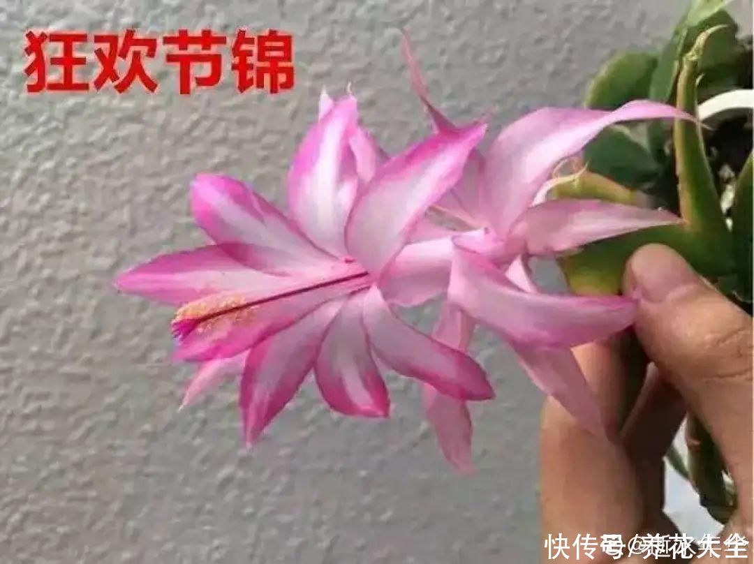 上万块的蟹爪兰，开花像烟花，养过的人不多