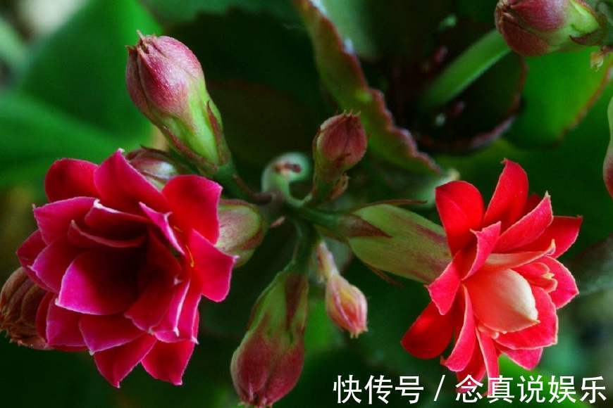 花色|丹麦盆栽花卉之冠圣诞伽蓝菜长寿花色丰富,理想的室内花卉