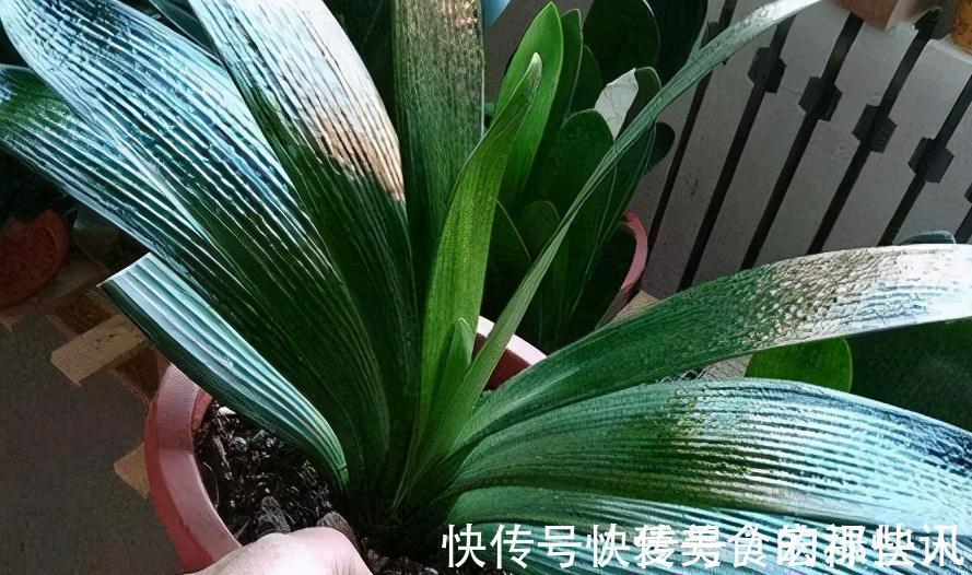 腐熟|君子兰容易饿,盆里用3种肥,根系壮,片油绿,开花旺