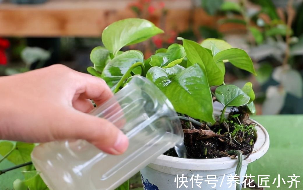 养花4种水,冬季养花不要用,它是肥但不是你这样使用